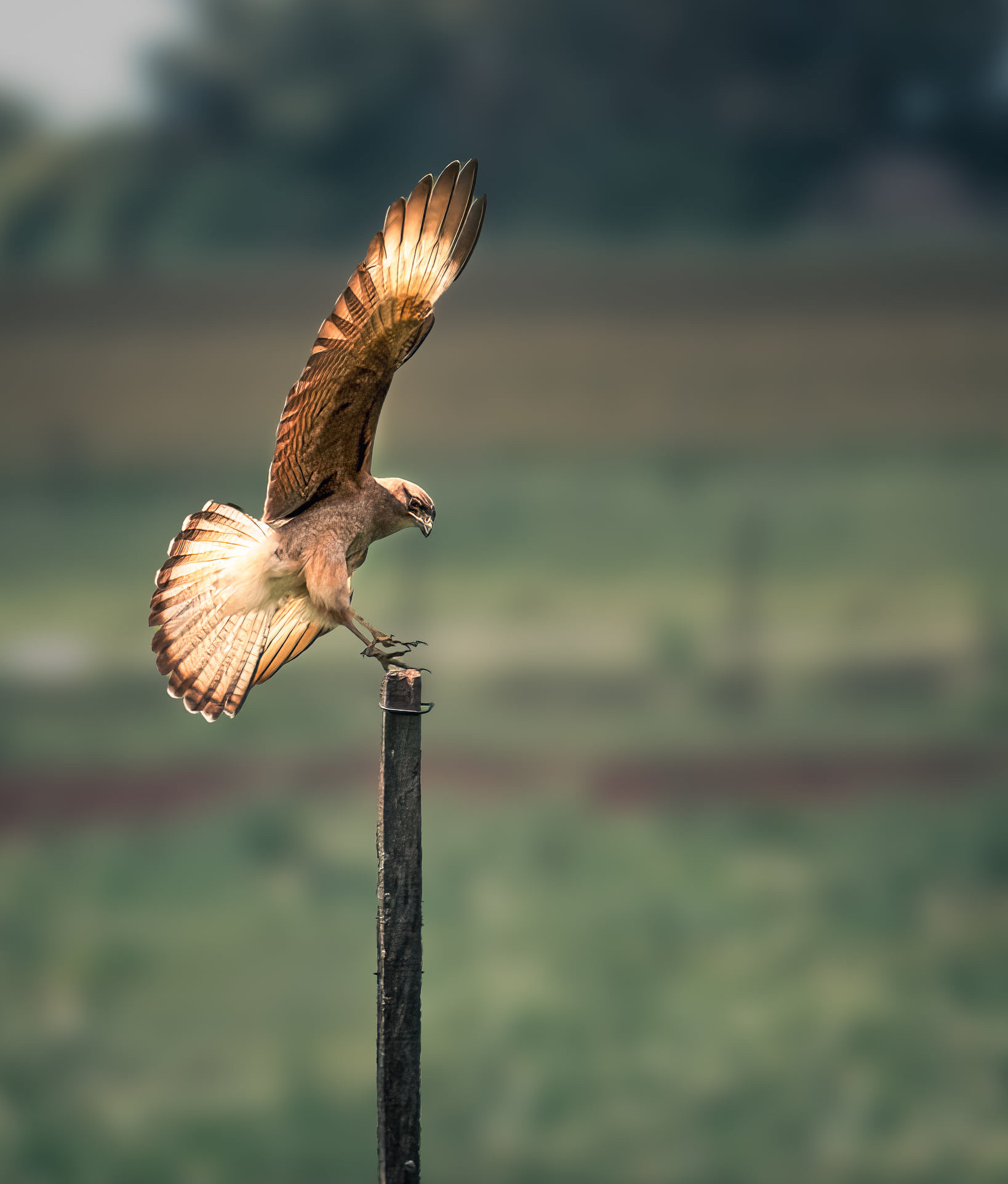 Chimango Caracara Bird